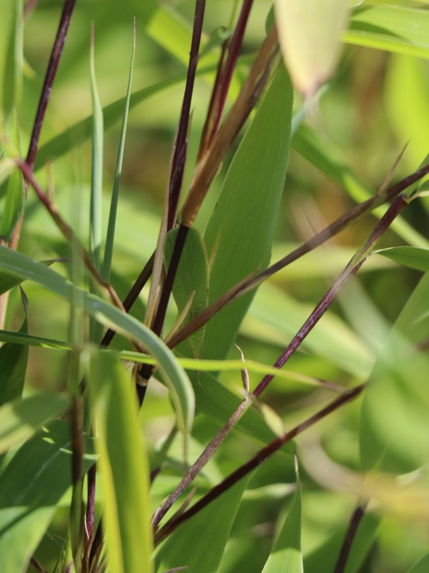 Bambus 'Winter Black' - Fargesia murieliae 'Winter Black'