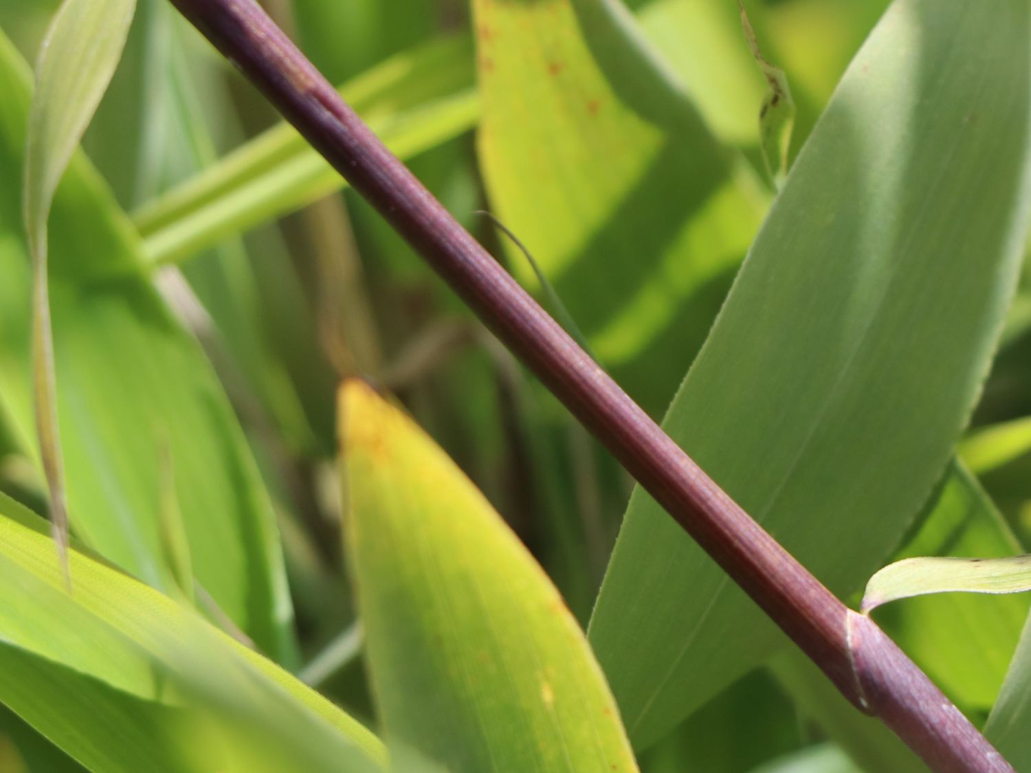 Bambus 'Winter Black' - Fargesia murieliae 'Winter Black'