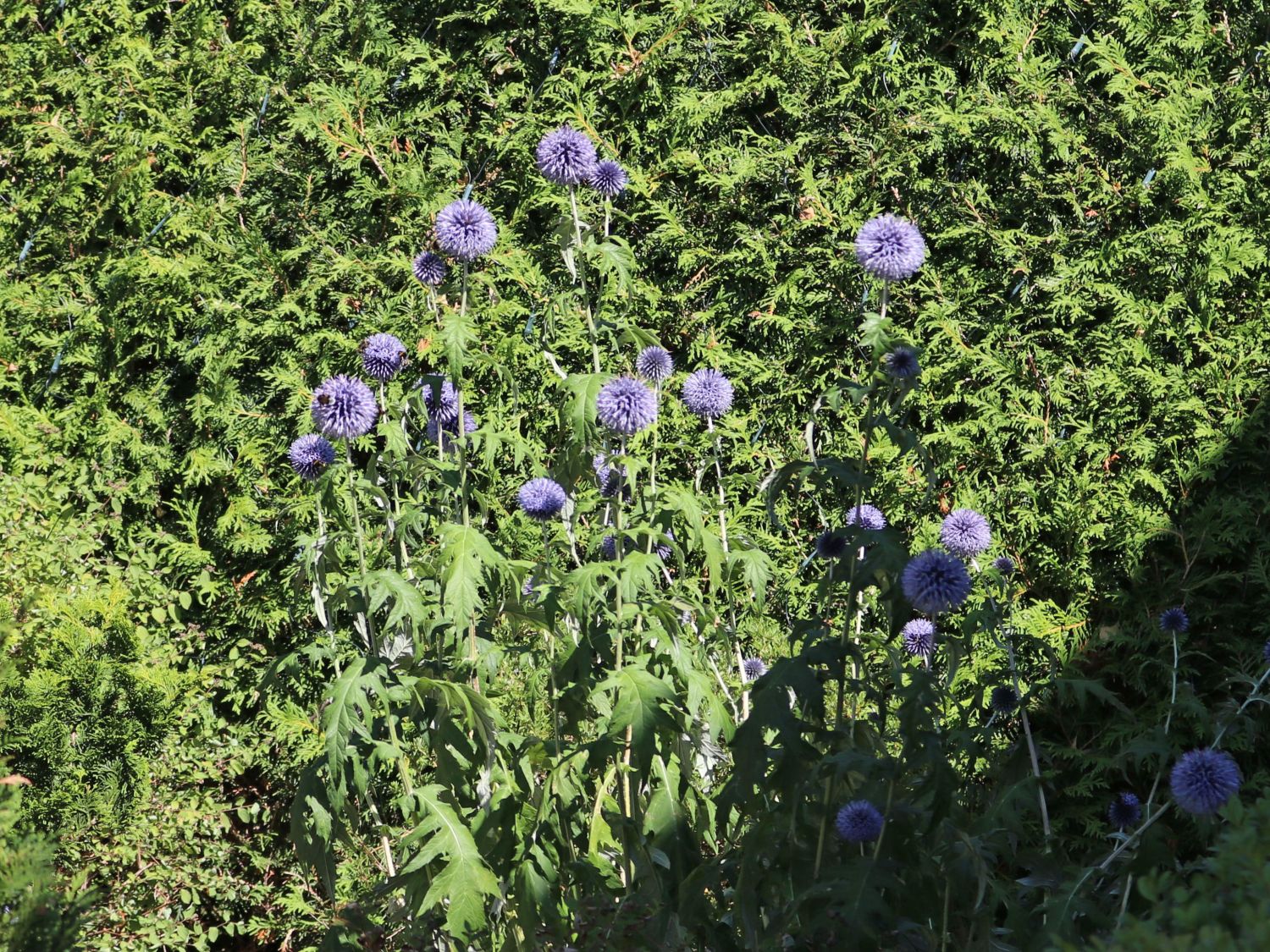 Banater Kugeldistel 'Taplow Blue' - Echinops bannaticus 'Taplow Blue'