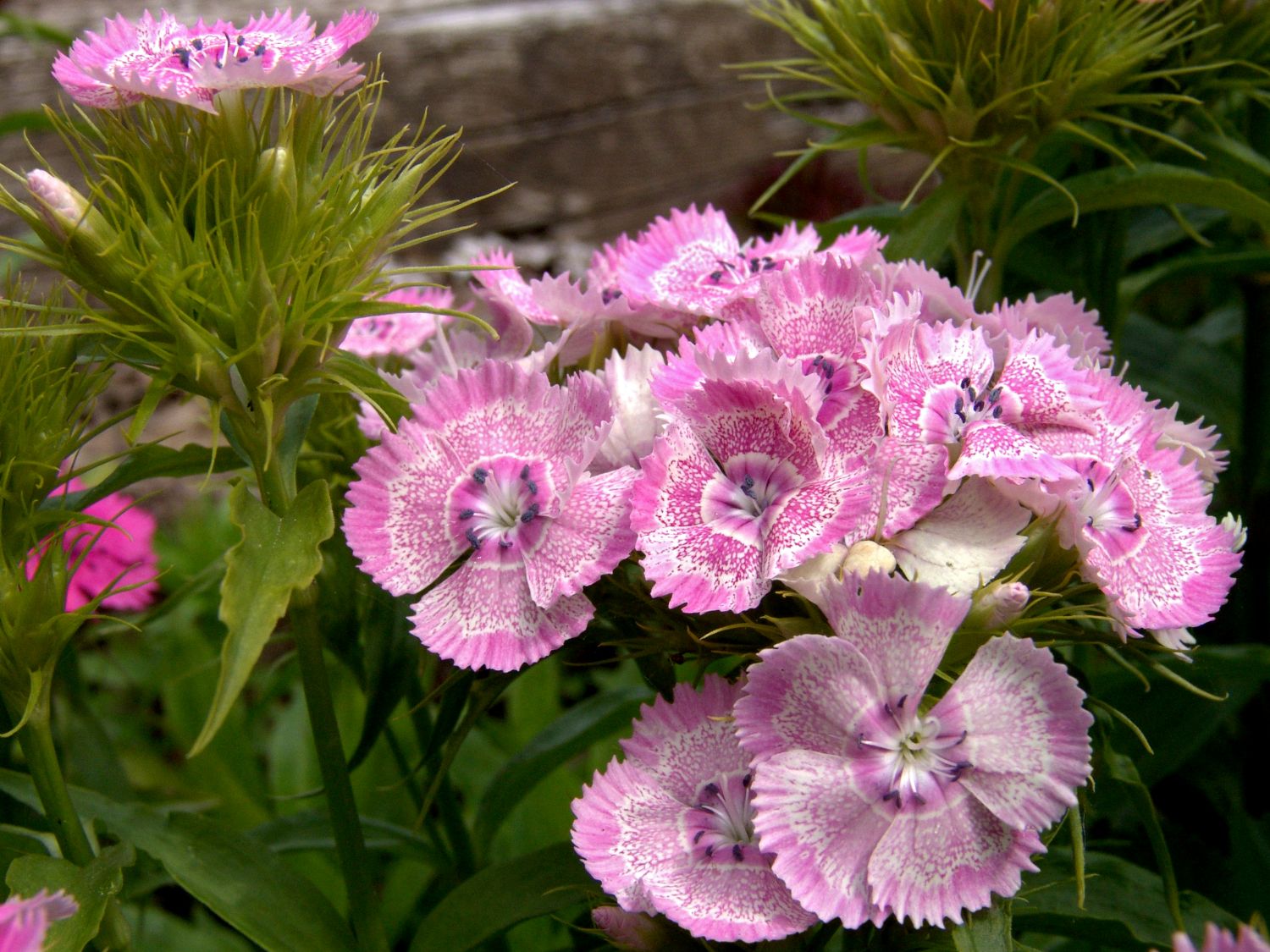 Nelken (Dianthus)