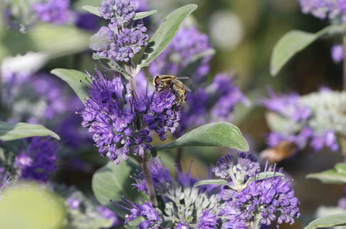 Bartblume 'Blue Fountain' - Caryopteris x clandonensis 'Blue Fountain'