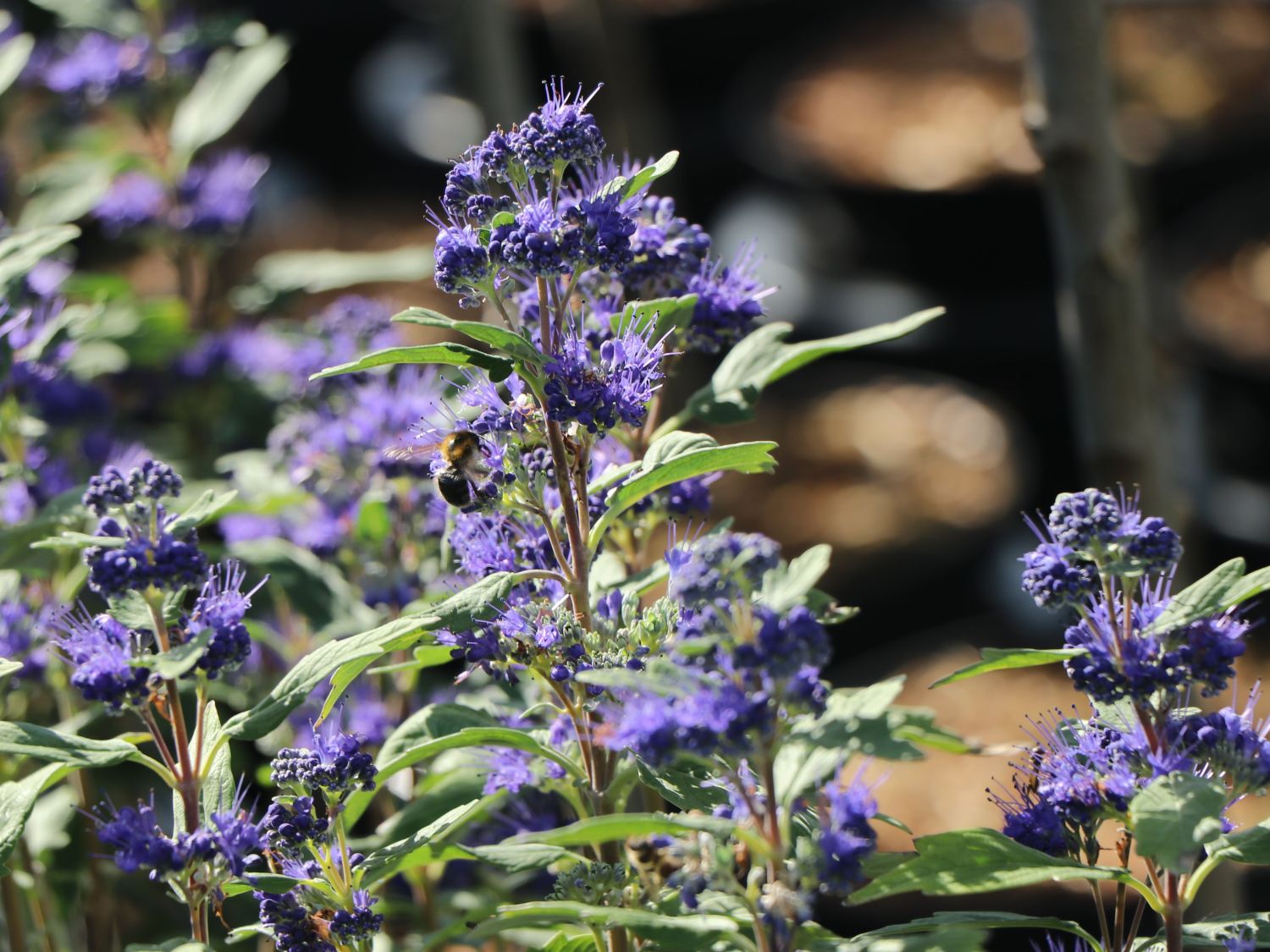 Bartblume 'Dark Knight' - Caryopteris x clandonensis 'Dark Knight'