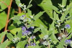 Bartblume 'Dark Knight' - Caryopteris x clandonensis 'Dark Knight'