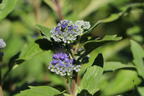 Bartblume 'Dark Knight' - Caryopteris x clandonensis 'Dark Knight'
