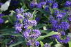 Bartblume 'Dark Knight' - Caryopteris x clandonensis 'Dark Knight'