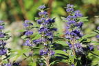 Bartblume 'Dark Knight' - Caryopteris x clandonensis 'Dark Knight'