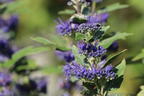 Bartblume 'Dark Knight' - Caryopteris x clandonensis 'Dark Knight'