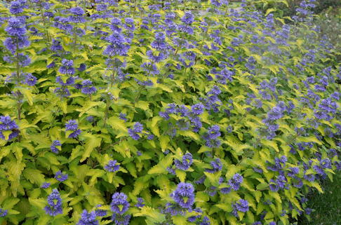 Bartblume 'Hint of Gold' - Caryopteris x clandonensis 'Hint of Gold'