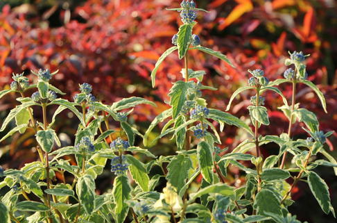 Bartblume 'White Surprise' - Caryopteris x clandonensis 'White Surprise'