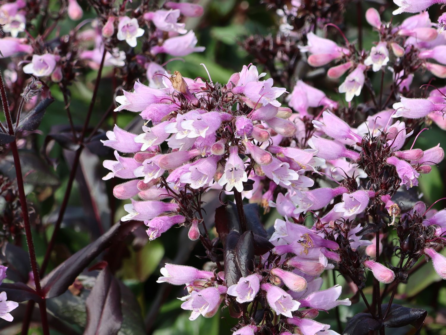 Bartfaden 'Dakota Burgundy'