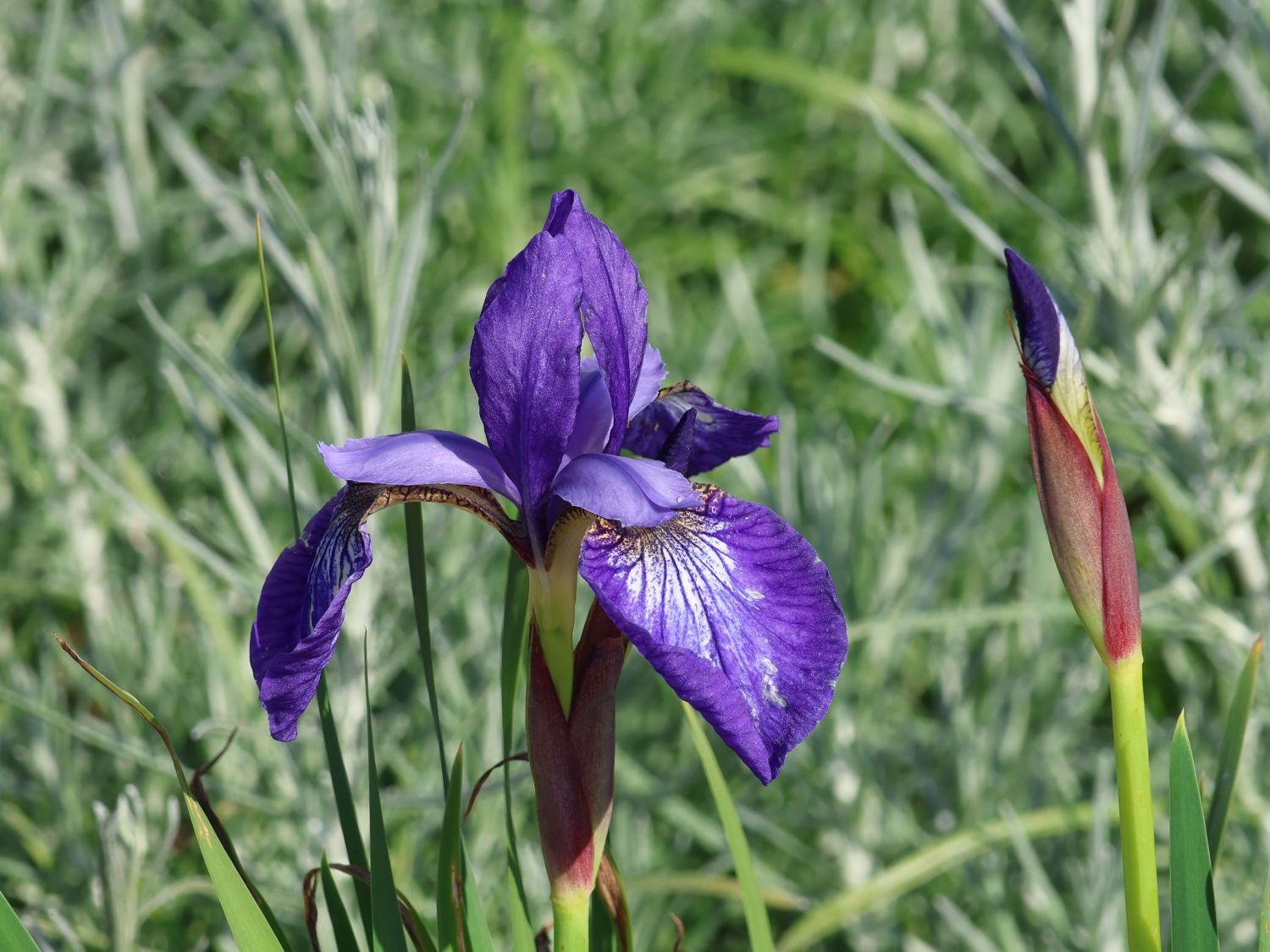 Bartlose Schwertlilie 'Annick'