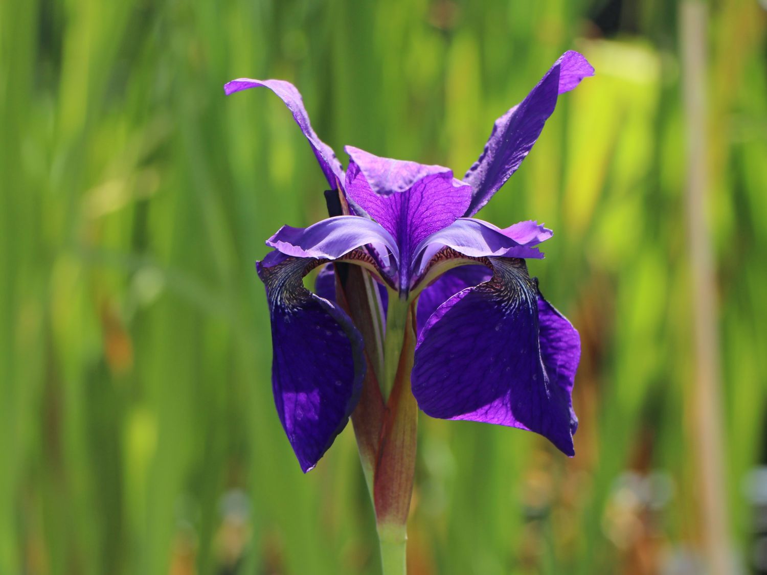 Bartlose Schwertlilie 'Blue King'