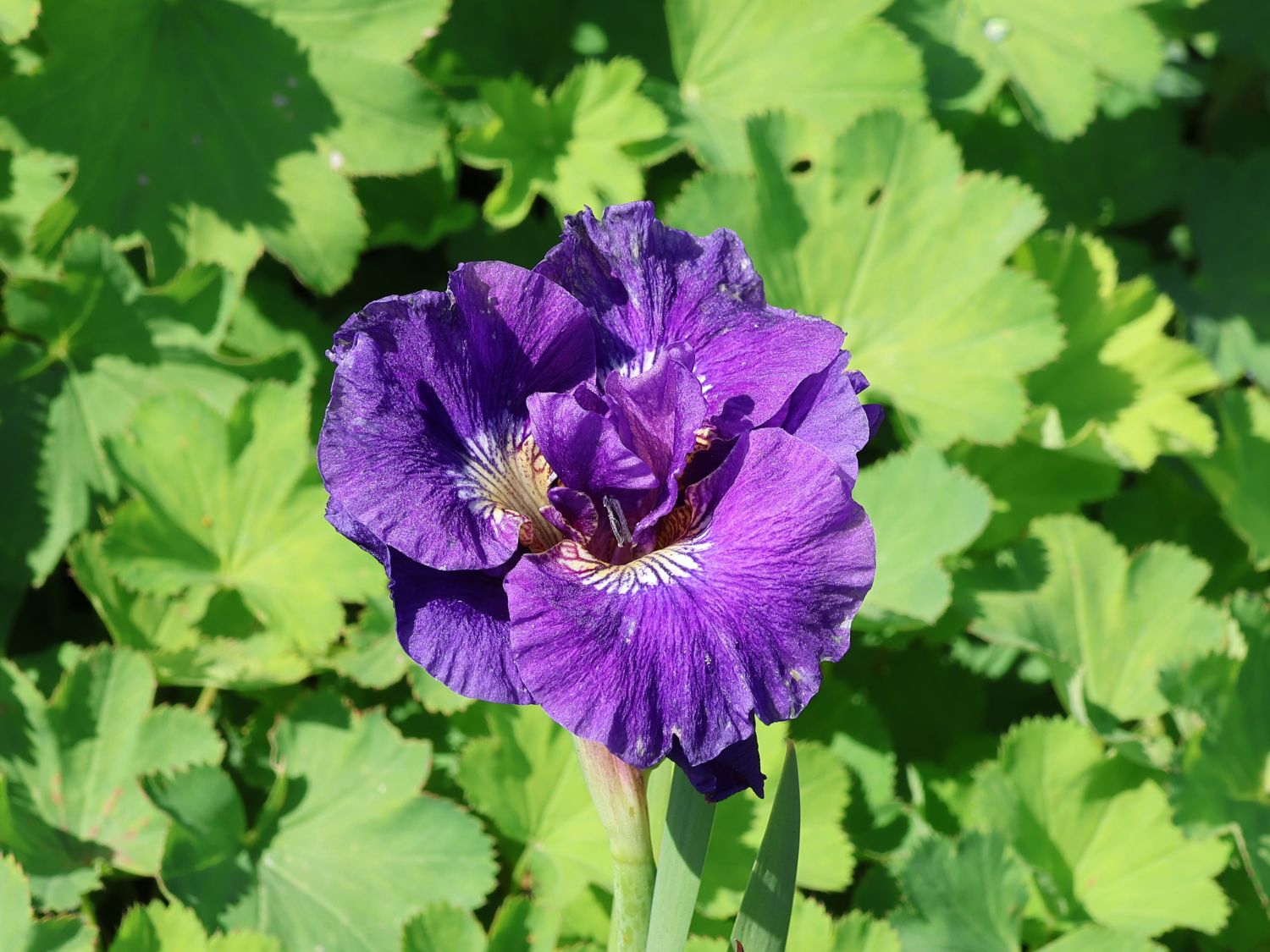 Bartlose Schwertlilie 'Concord Crush'