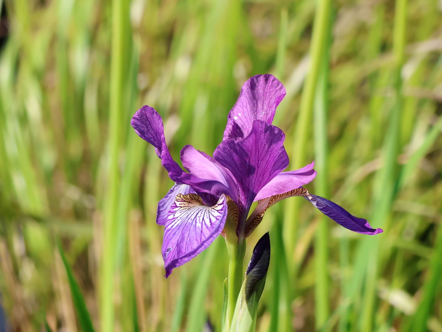 Bartlose Schwertlilie 'Contrast in Styles'