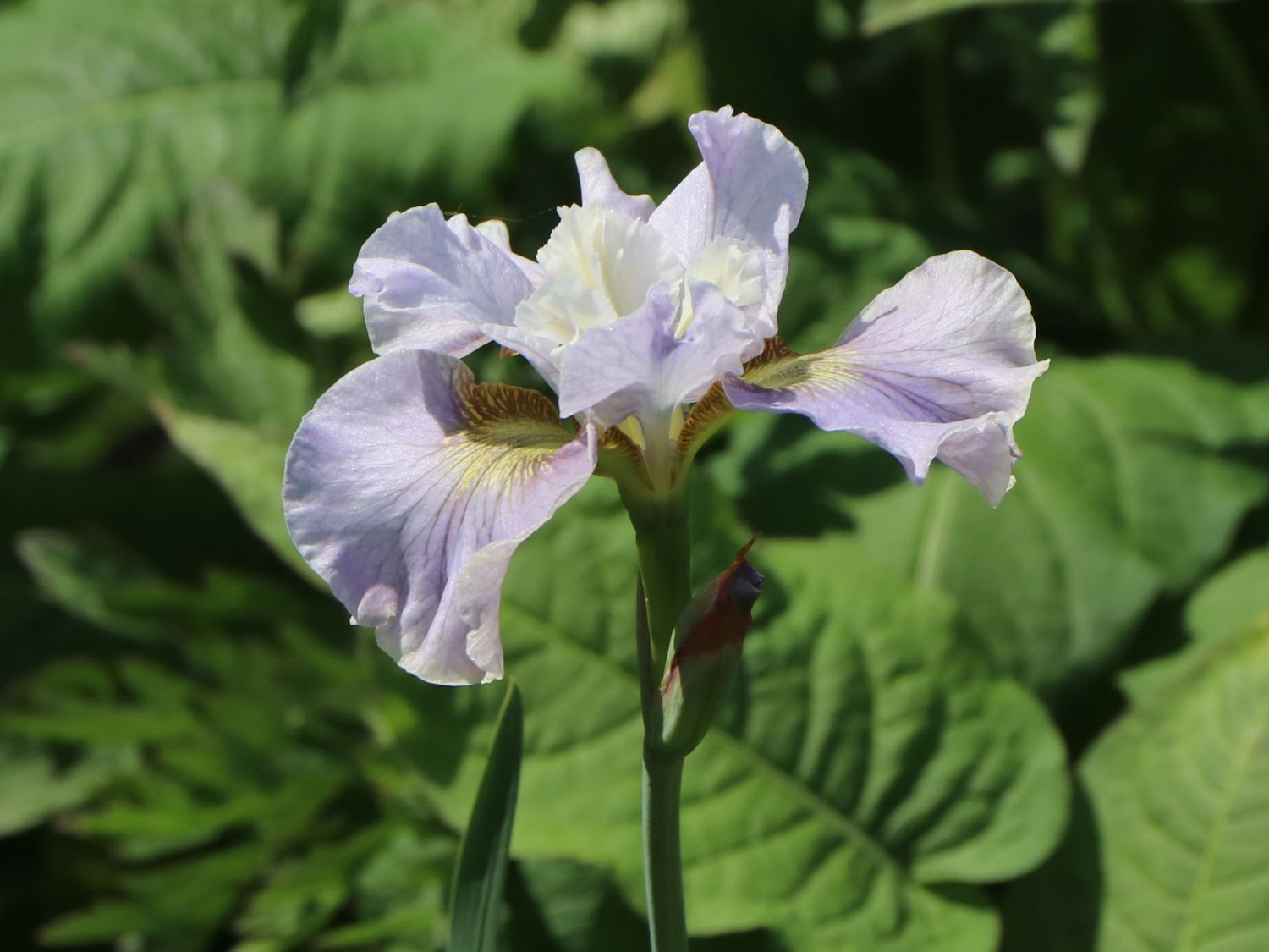 Bartlose Schwertlilie 'Dawn Waltz'