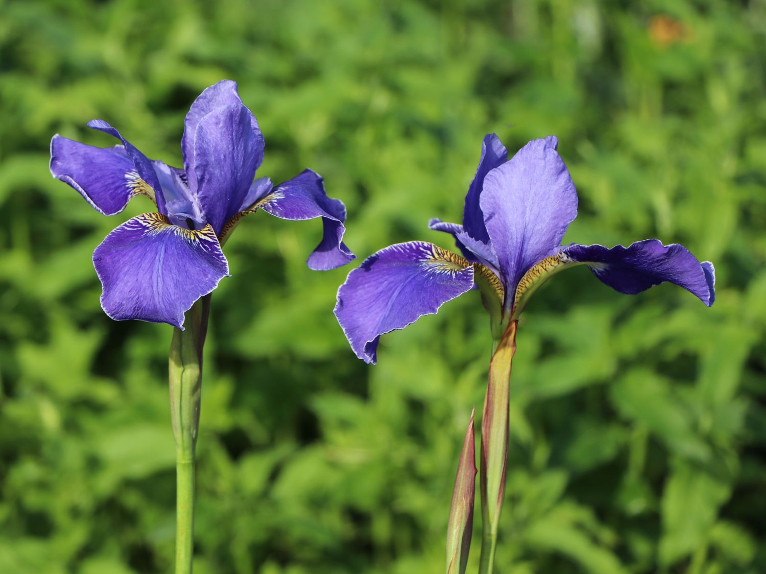 Bartlose Schwertlilie 'Perry's Blue'