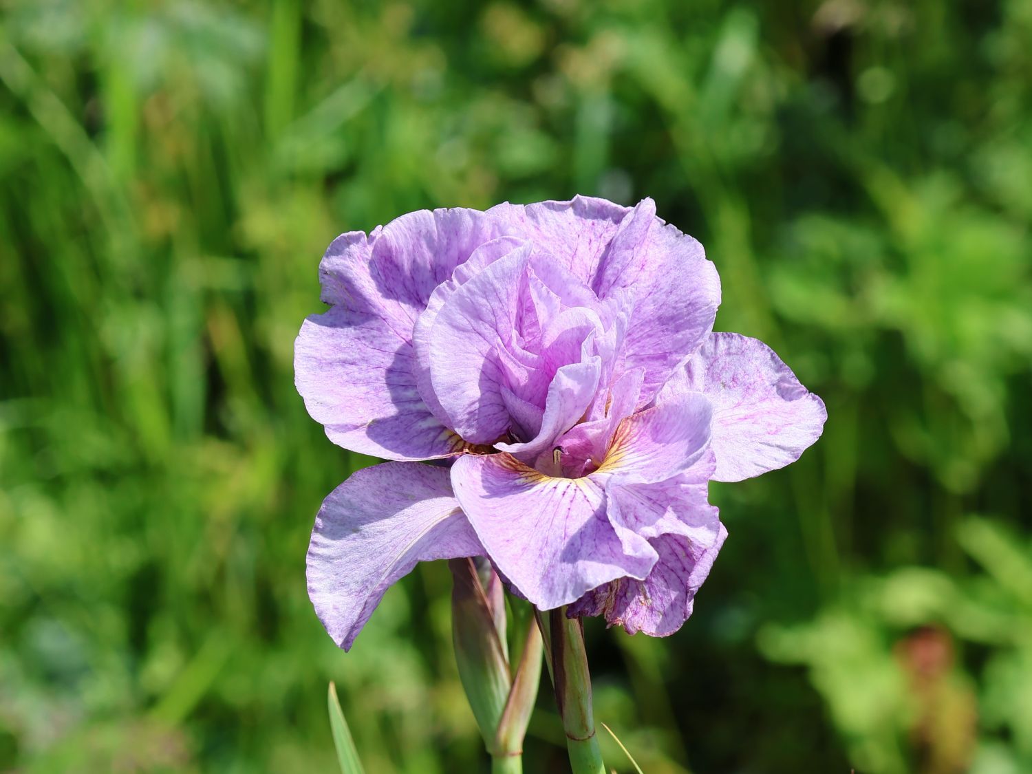 Bartlose Schwertlilie 'Pink Parfait'