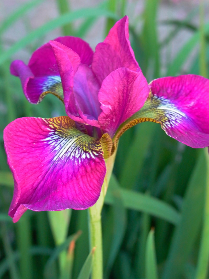 Bartlose Schwertlilie 'Red Flare'