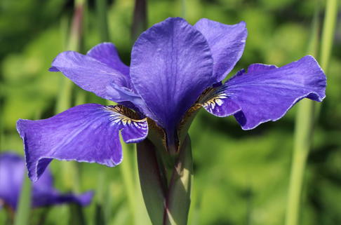 Bartlose Schwertlilie 'Silver Edge' - Iris sibirica 'Silver Edge'