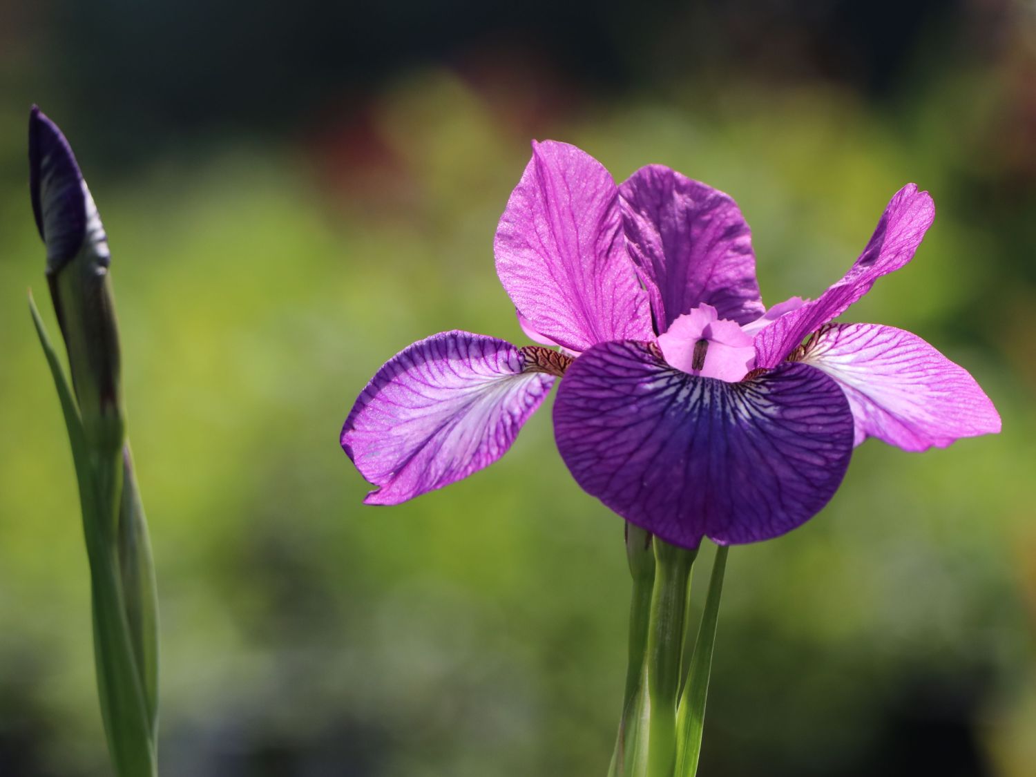 Bartlose Schwertlilie 'Sparkling Rose' - Iris sibirica 'Sparkling Rose'