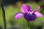 Bartlose Schwertlilie 'Sparkling Rose' - Iris sibirica 'Sparkling Rose'