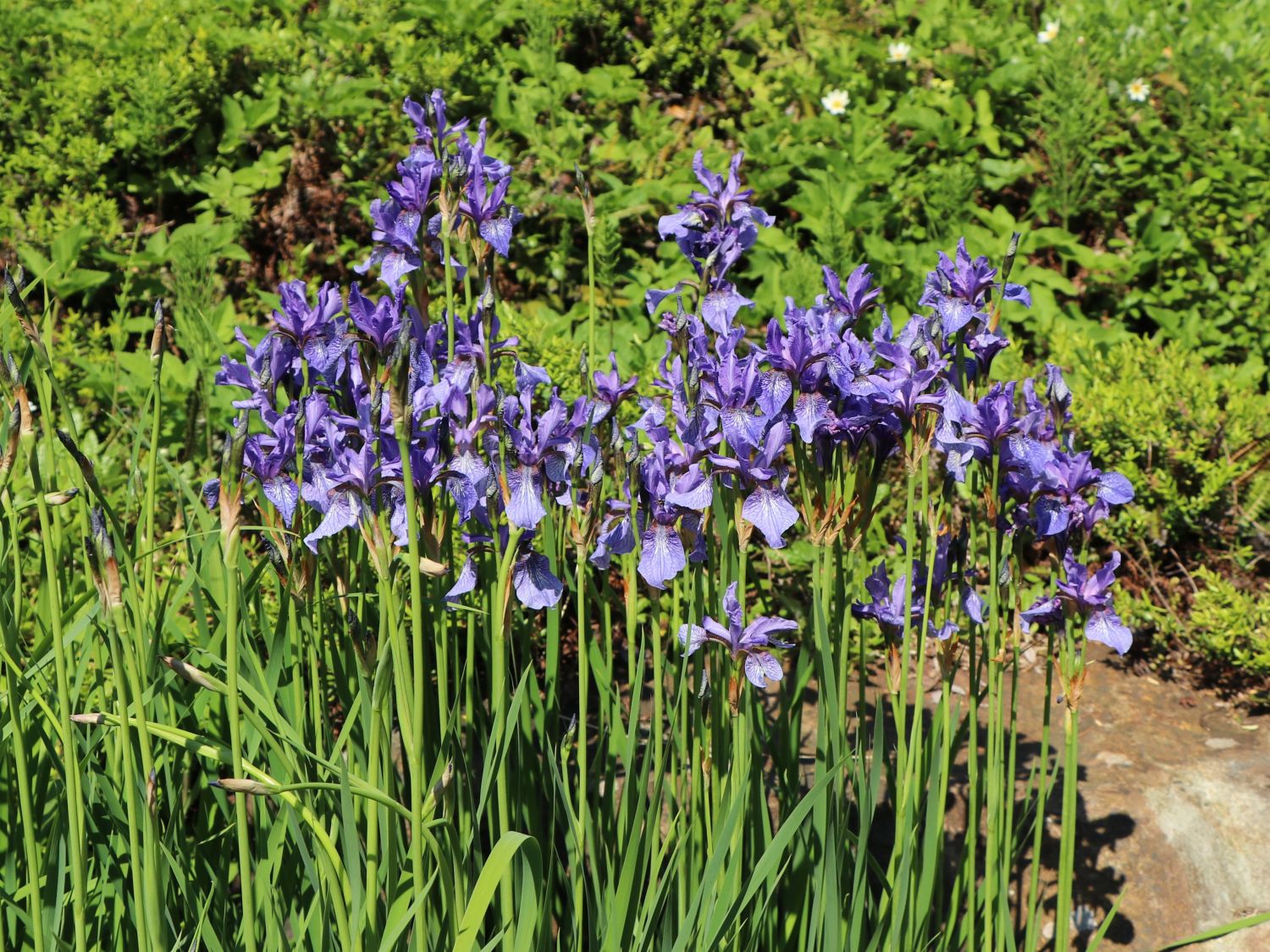 48+ Bartlose Iris Teich, Venez à notre galerie de montpellier et
