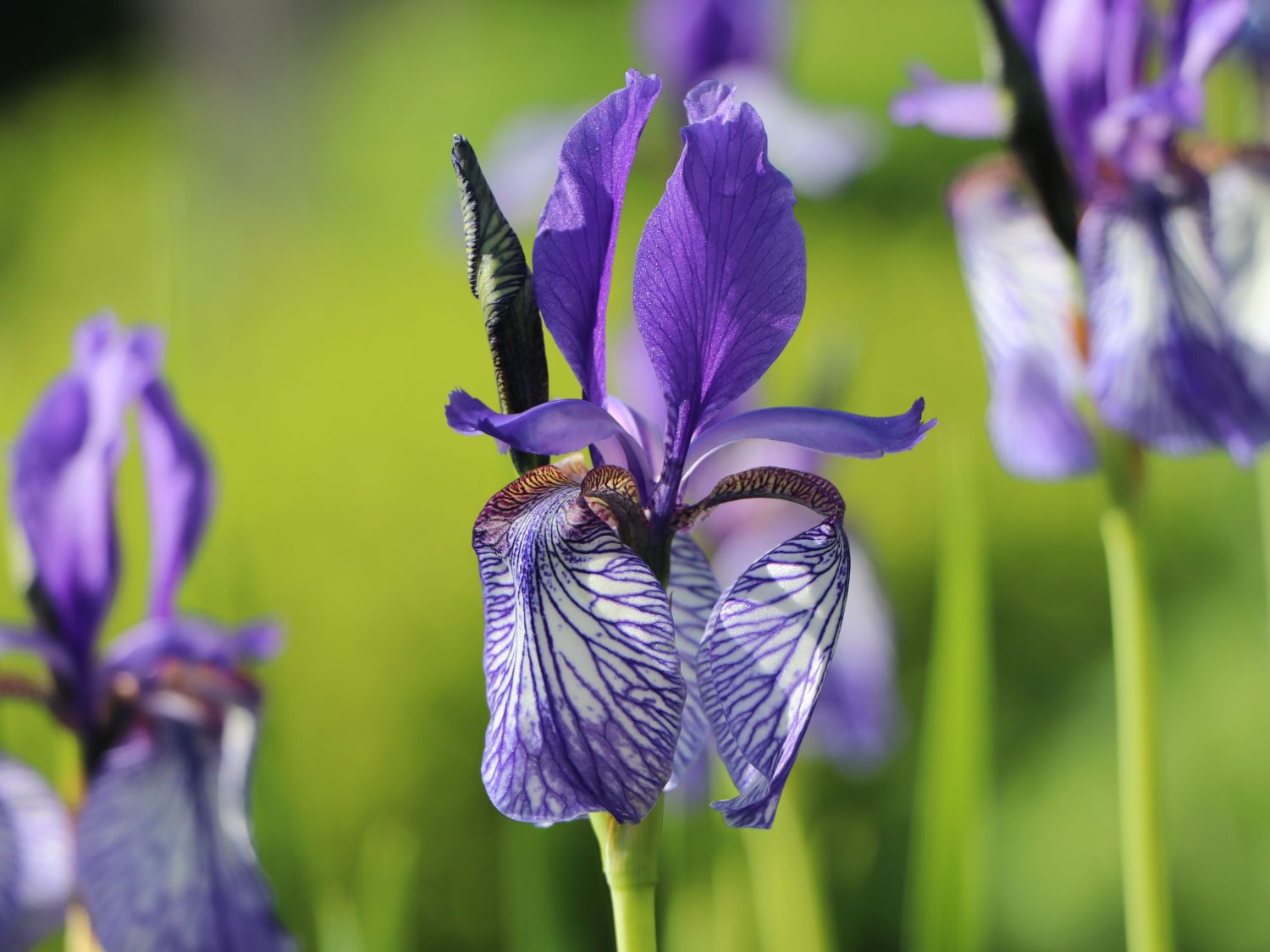 Bartlose WiesenSchwertlilie (Iris sibirica) für Deinen Garten!