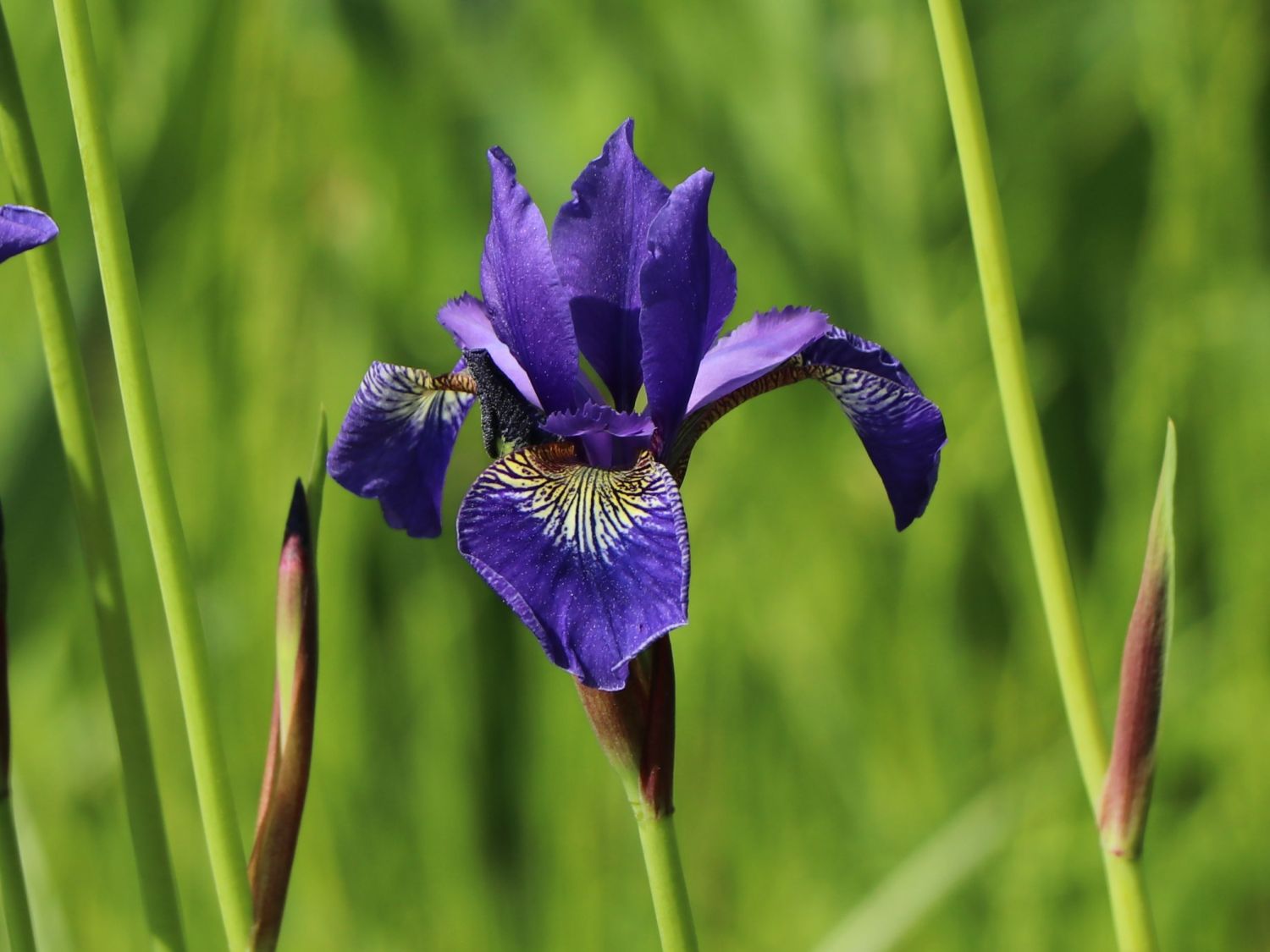 Bartlose WiesenSchwertlilie (Iris sibirica) für Deinen Garten!