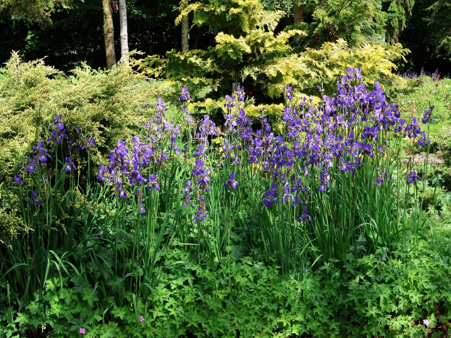 Bartlose WiesenSchwertlilie (Iris sibirica) für Deinen Garten!