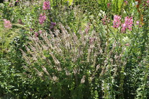 Basilikum 'Magic White'