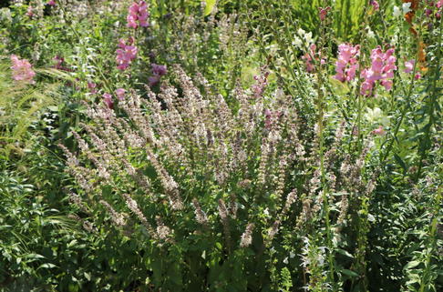 Basilikum 'Magic White' - Ocimum basilicum 'Magic White'