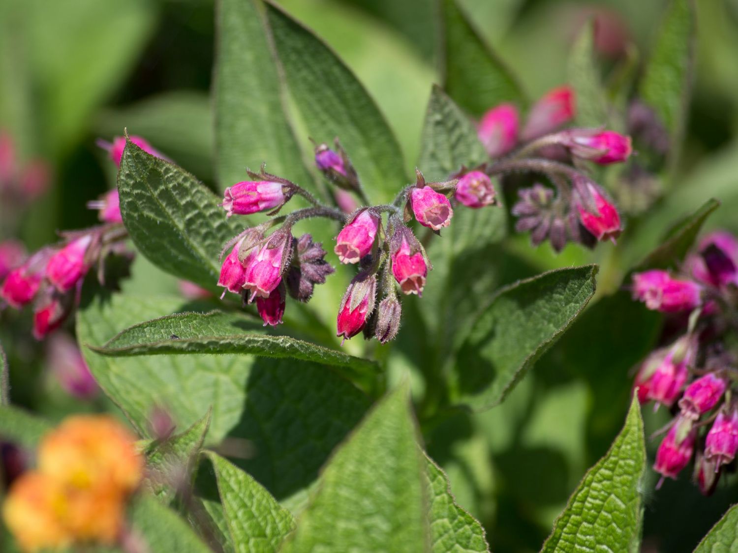 Roter Beinwell - Symphytum x rubrum