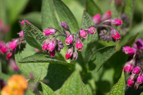 Roter Beinwell - Symphytum x rubrum