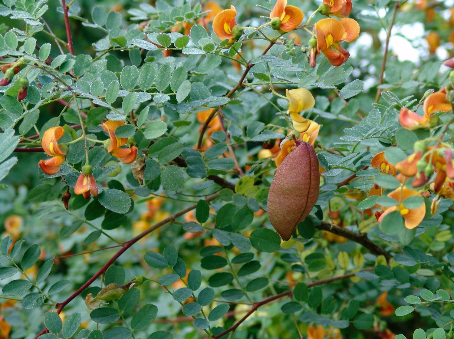 Blasensträucher (Colutea)