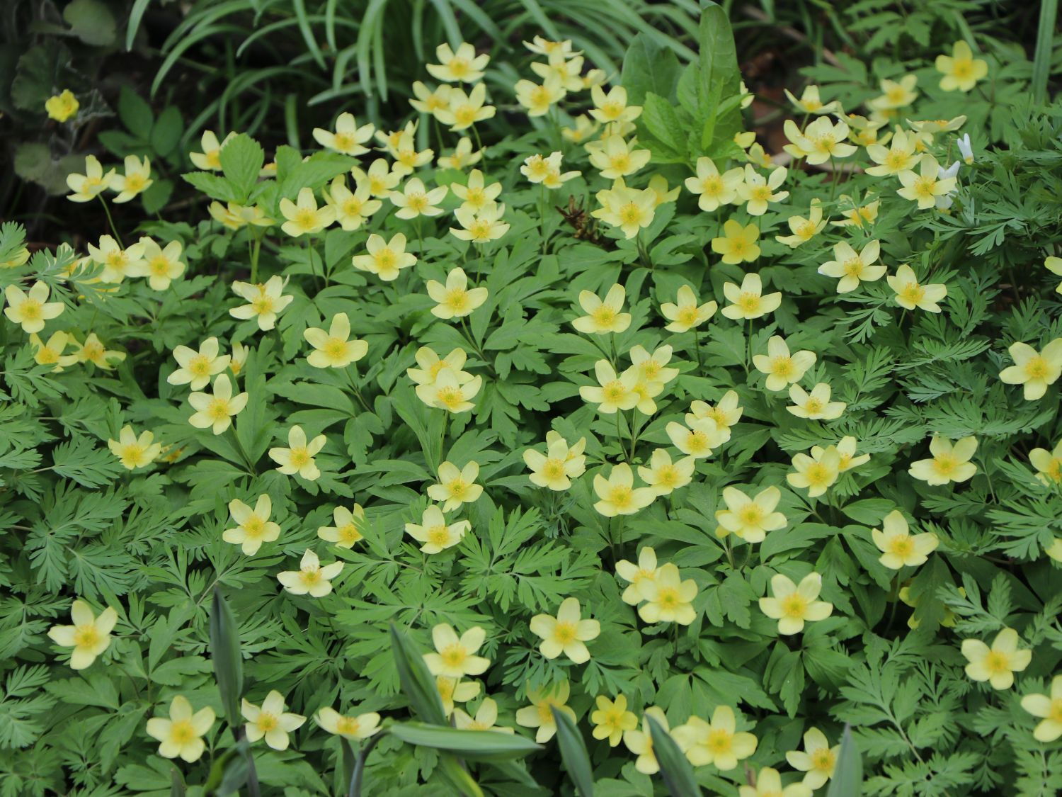 Bastard-Busch-Windröschen