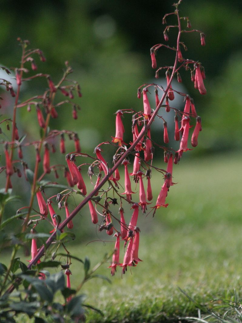 Bastard-Kapfuchsie 'African Queen' - Phygelius x rectus 'African Queen'