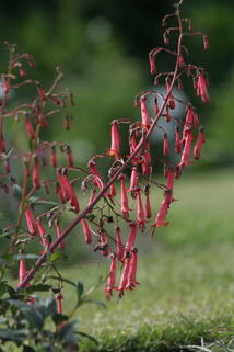 Bastard-Kapfuchsie 'African Queen' - Phygelius x rectus 'African Queen'