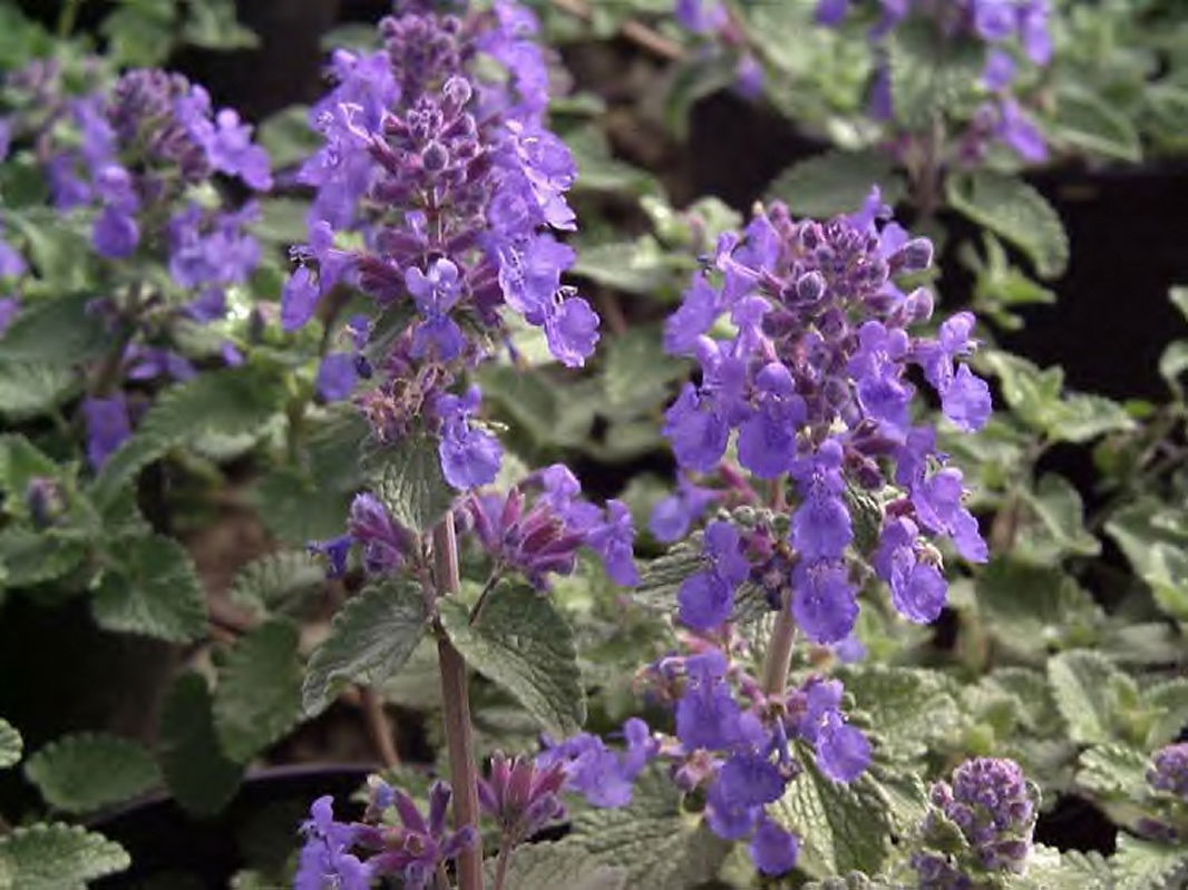 Bastard-Katzenminze 'Blue Wonder'