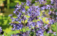Blaue Katzenminze 'Dropmore'