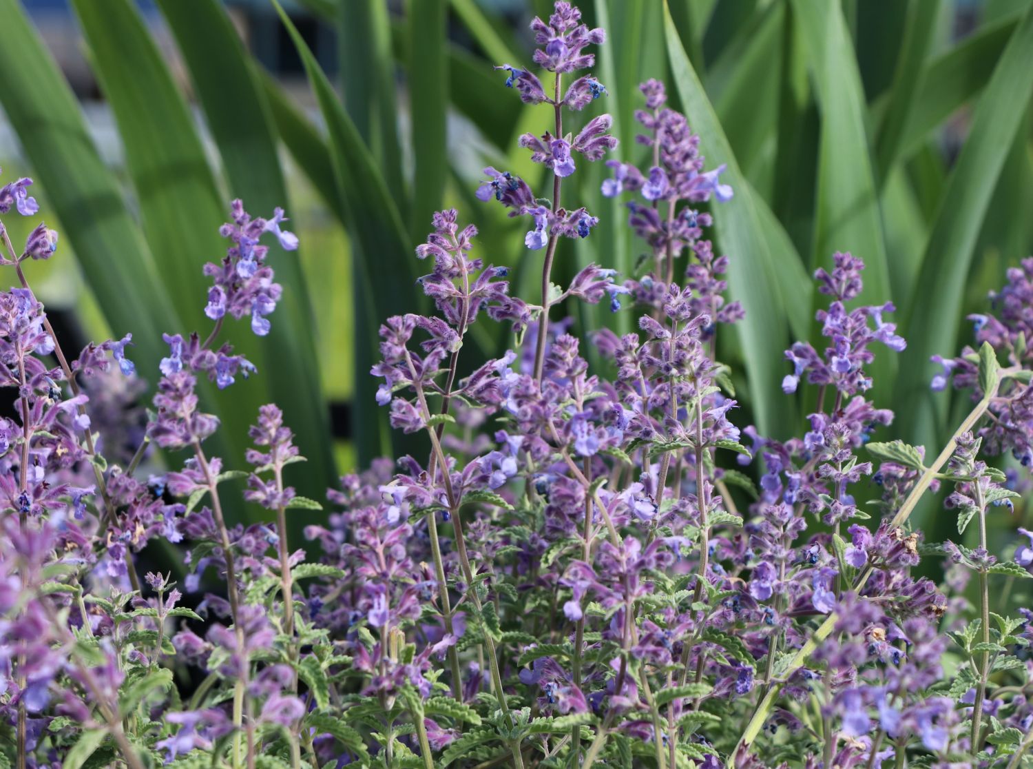 Bastard-Katzenminze 'Senior'