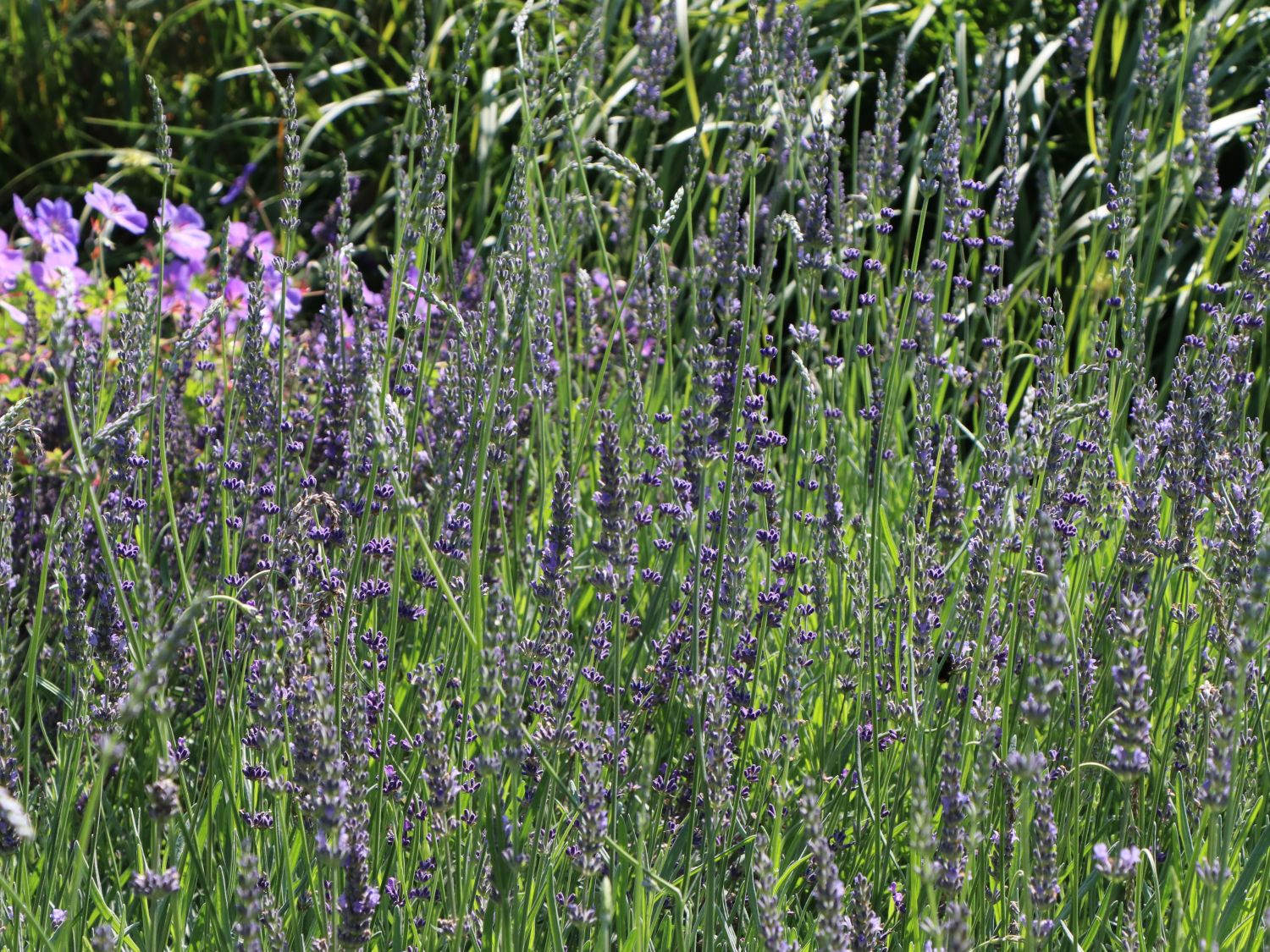 Bastard-Lavendel 'Dutch'