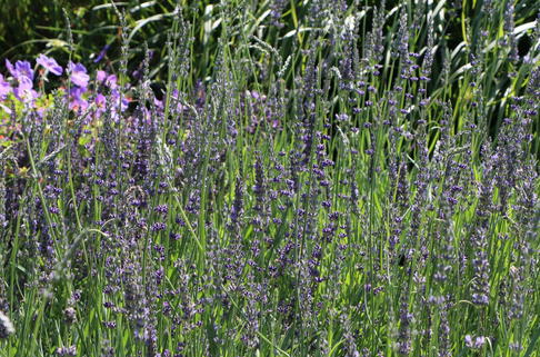 Bastard-Lavendel 'Dutch' - Lavandula x intermedia 'Dutch'