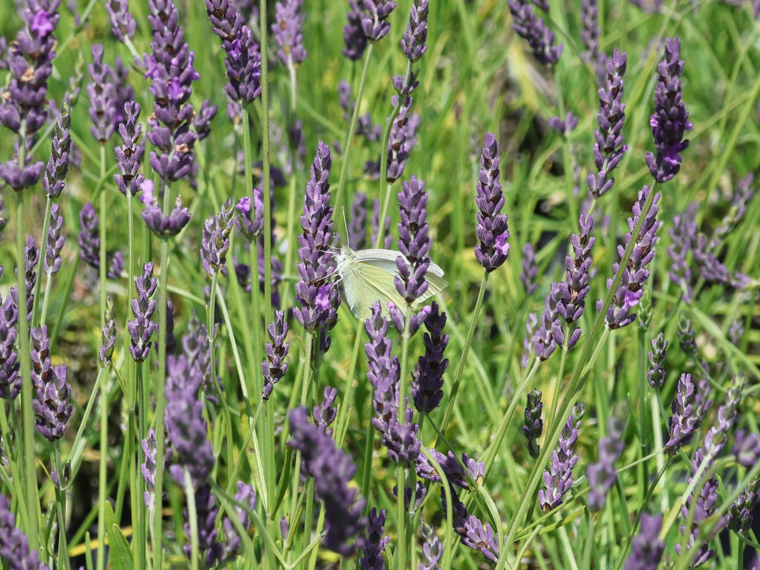 Bastard-Lavendel 'Grosso' / Lavandin 'Grosso' - Lavandula x intermedia 'Grosso'