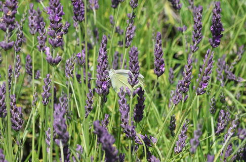 Bastard-Lavendel 'Grosso' / Lavandin 'Grosso' - Lavandula x intermedia 'Grosso'