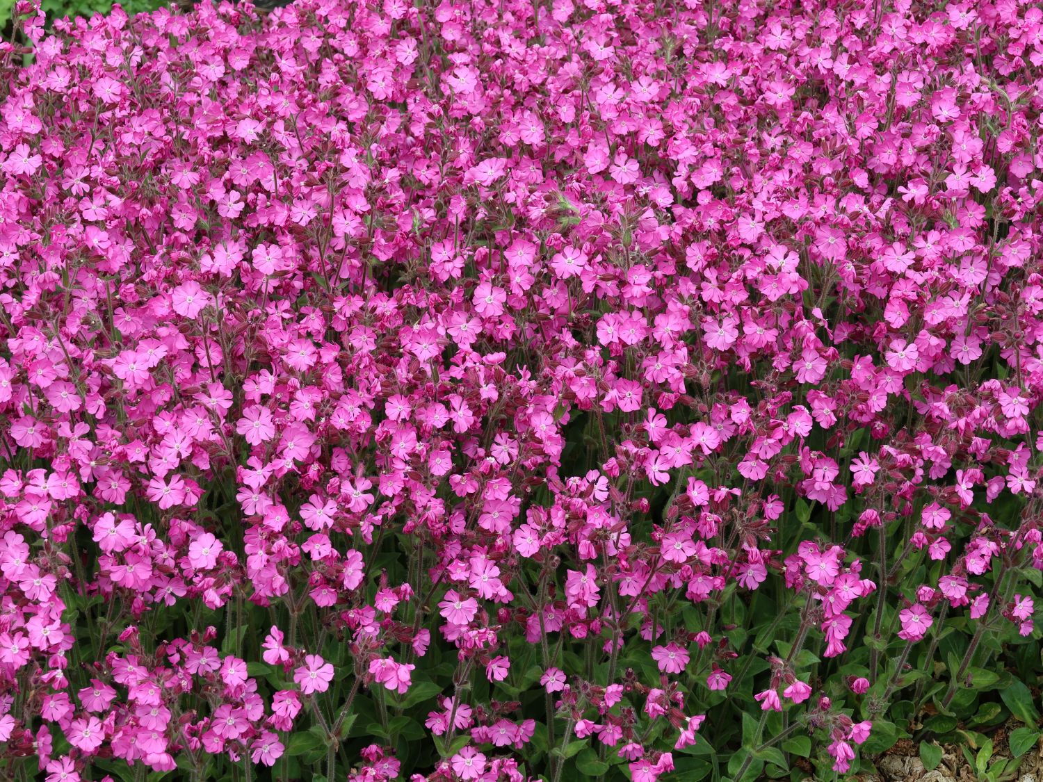 Bastard-Lichtnelke 'Rolly's Favourite' ® - Lychnis flos-jovis 'Rolly's Favourite' ®