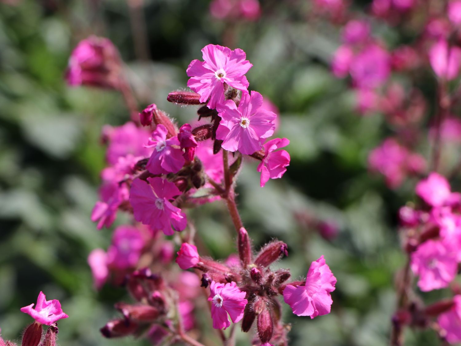 Bastard-Lichtnelke 'Rolly's Favourite' ® - Lychnis flos-jovis 'Rolly's Favourite' ®