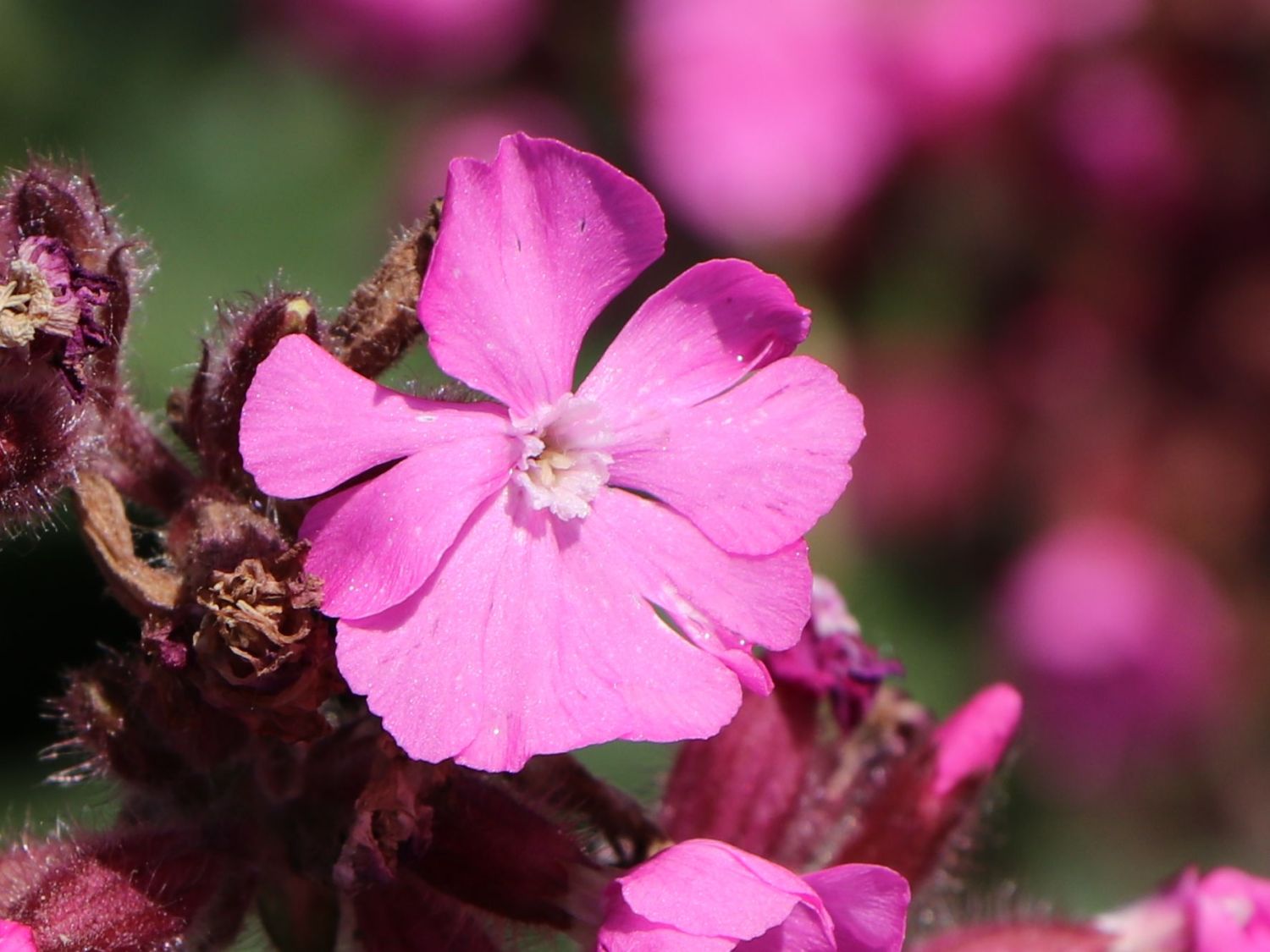 Bastard-Lichtnelke 'Rolly's Favourite' ® - Lychnis flos-jovis 'Rolly's Favourite' ®
