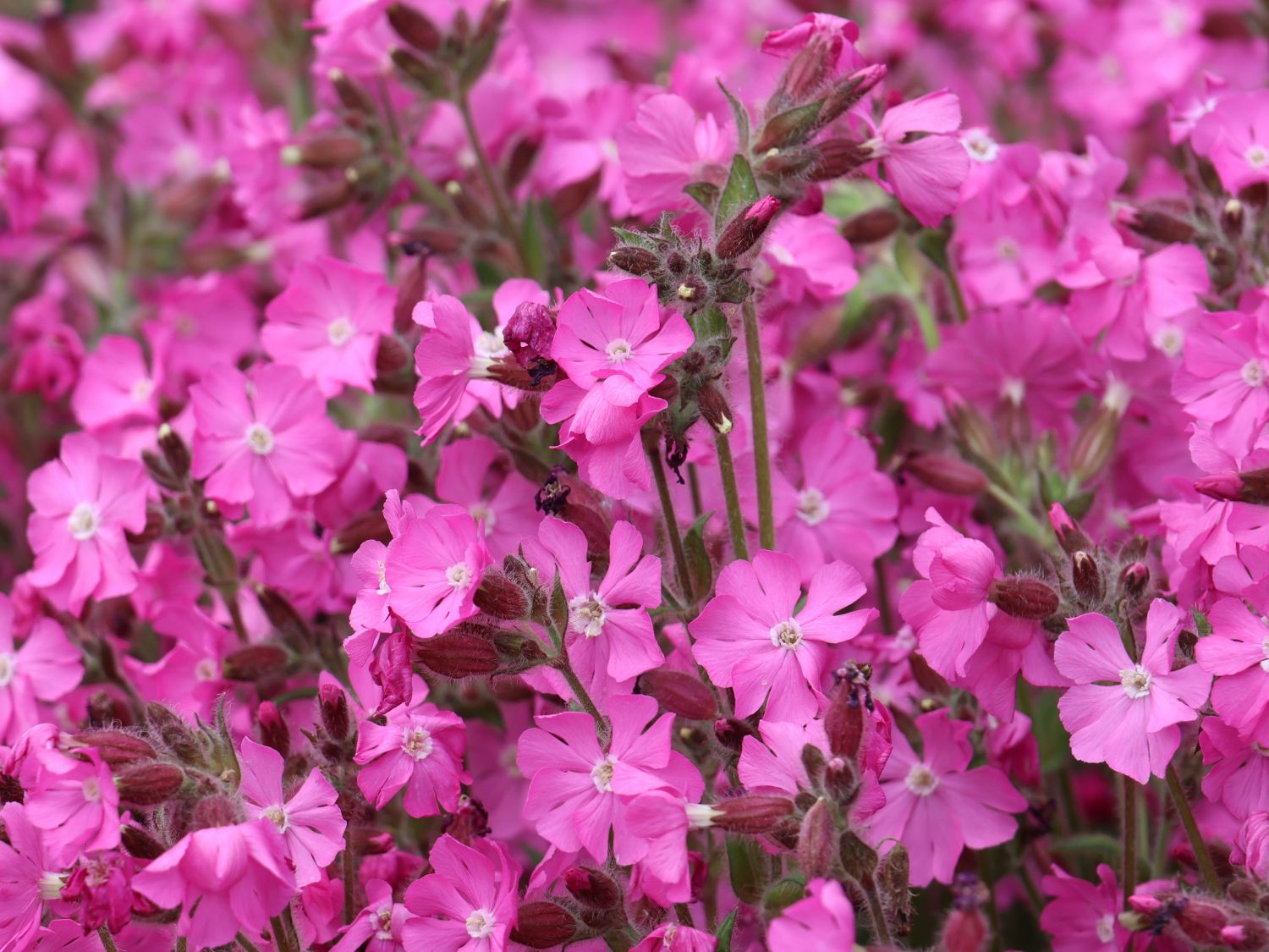 Bastard-Lichtnelke 'Rolly's Favourite' ® - Lychnis flos-jovis 'Rolly's Favourite' ®