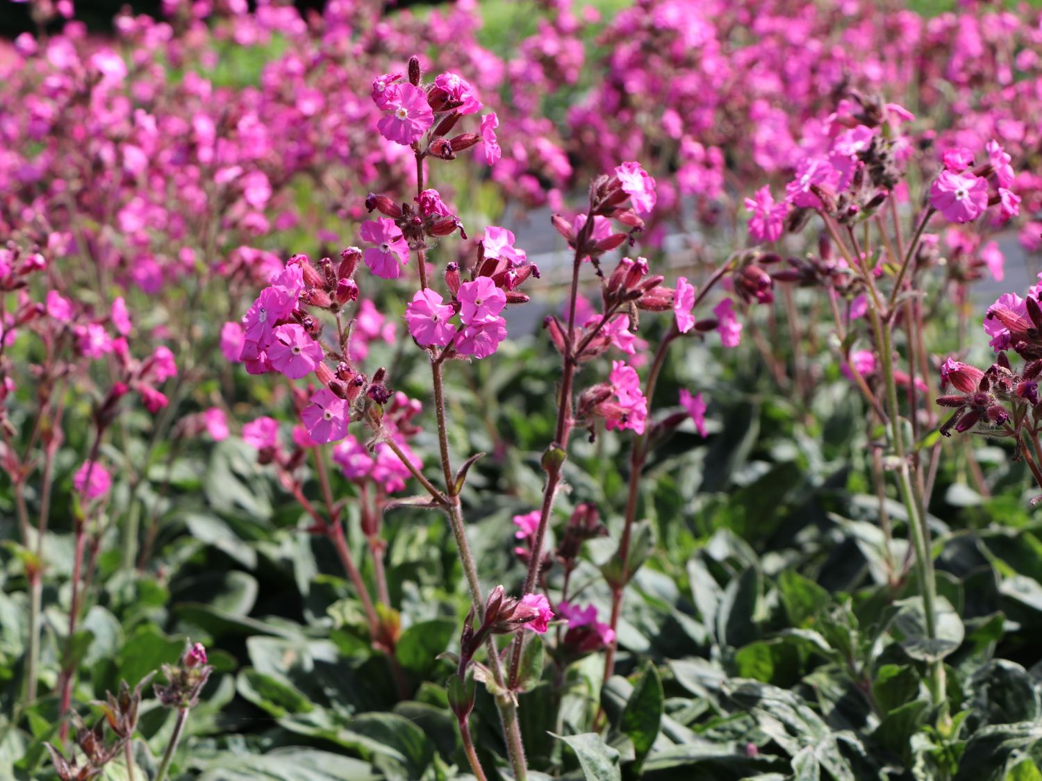 Bastard-Lichtnelke 'Rolly's Favourite' ® - Lychnis flos-jovis 'Rolly's Favourite' ®