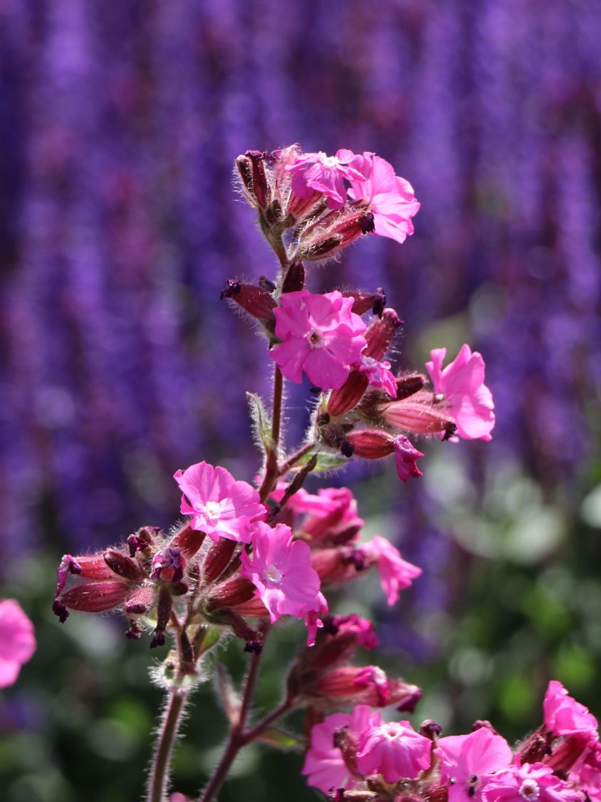 Bastard-Lichtnelke 'Rolly's Favourite' ® - Lychnis flos-jovis 'Rolly's Favourite' ®